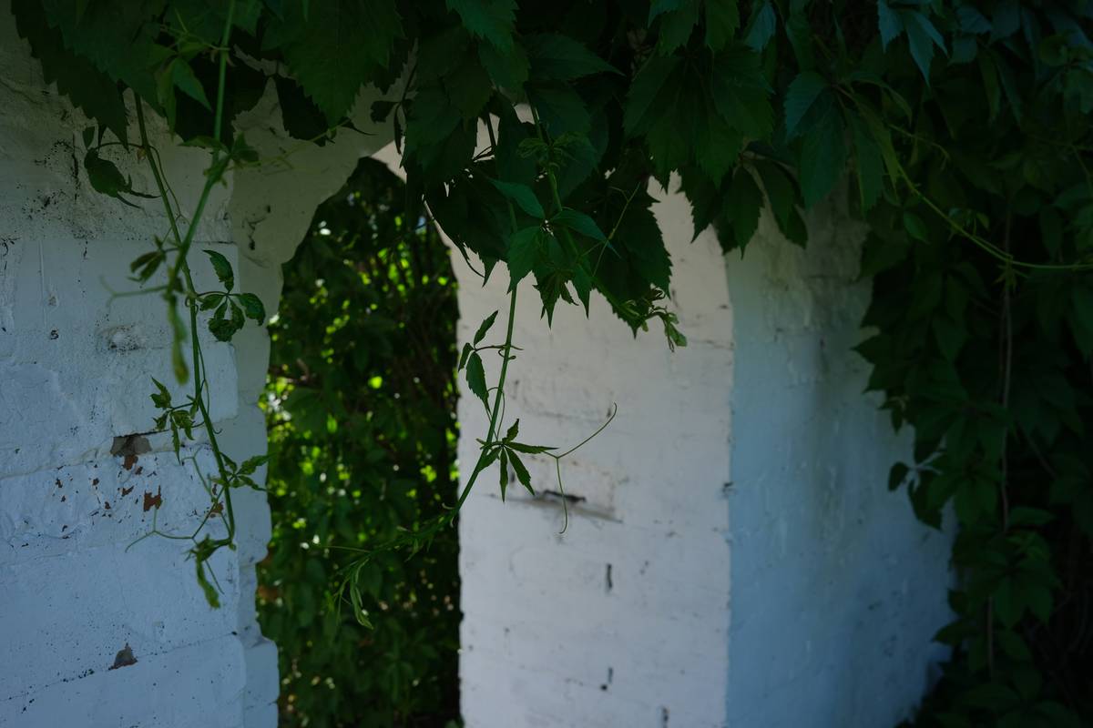 how to decorate an arbor with climbing roses and string lights on a cedar garden archway