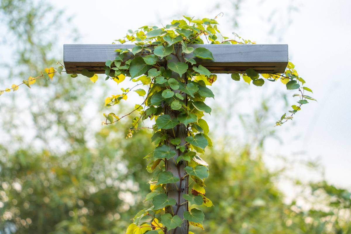 Small Arbor Design for Garden: 7 Proven Tips to Avoid Costly Mistakes